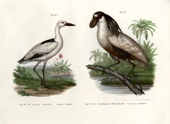Zarapito cangrejero, 1864
